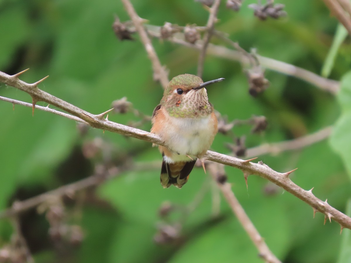 Rufous Hummingbird - ML659484689
