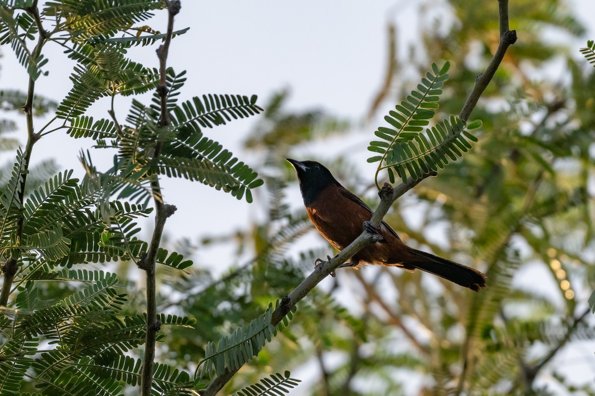 Orchard Oriole - ML659484775