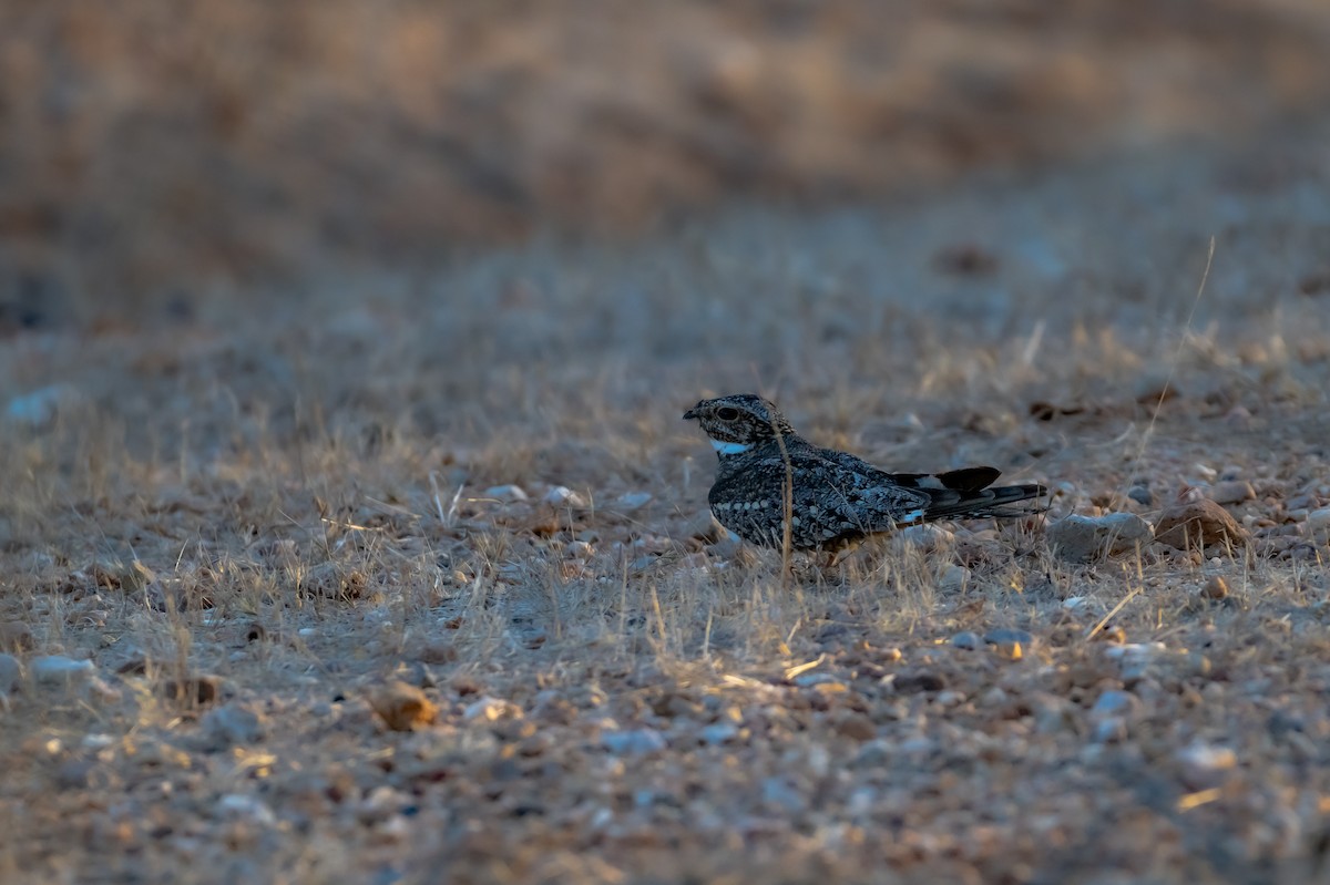 Lesser Nighthawk - ML659484792