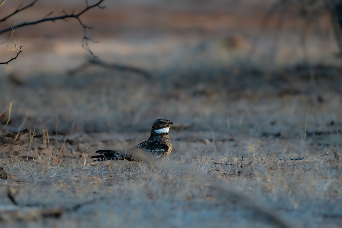 Lesser Nighthawk - ML659484793