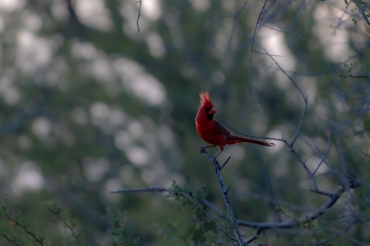 Northern Cardinal - ML659484806