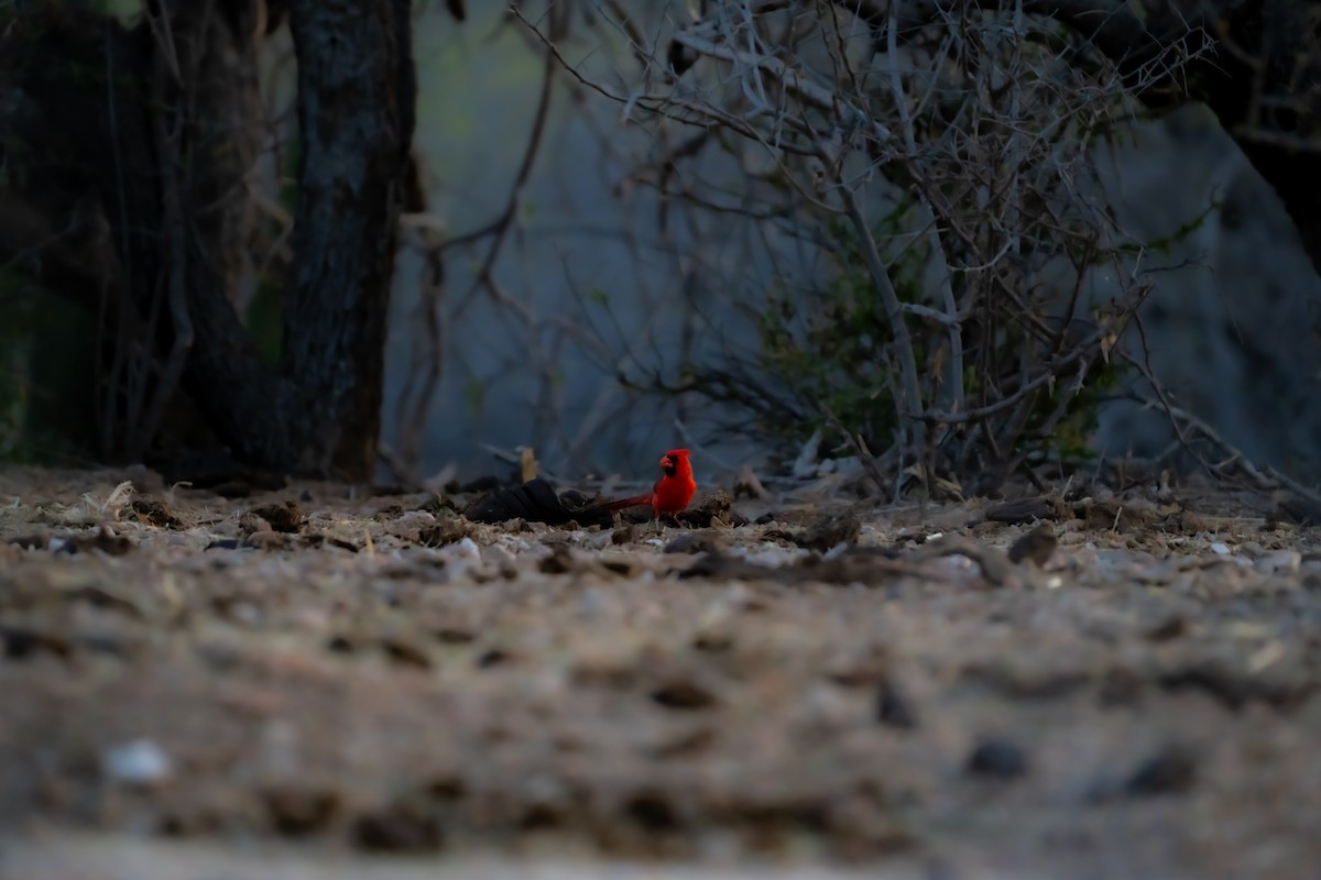 Northern Cardinal - ML659484809