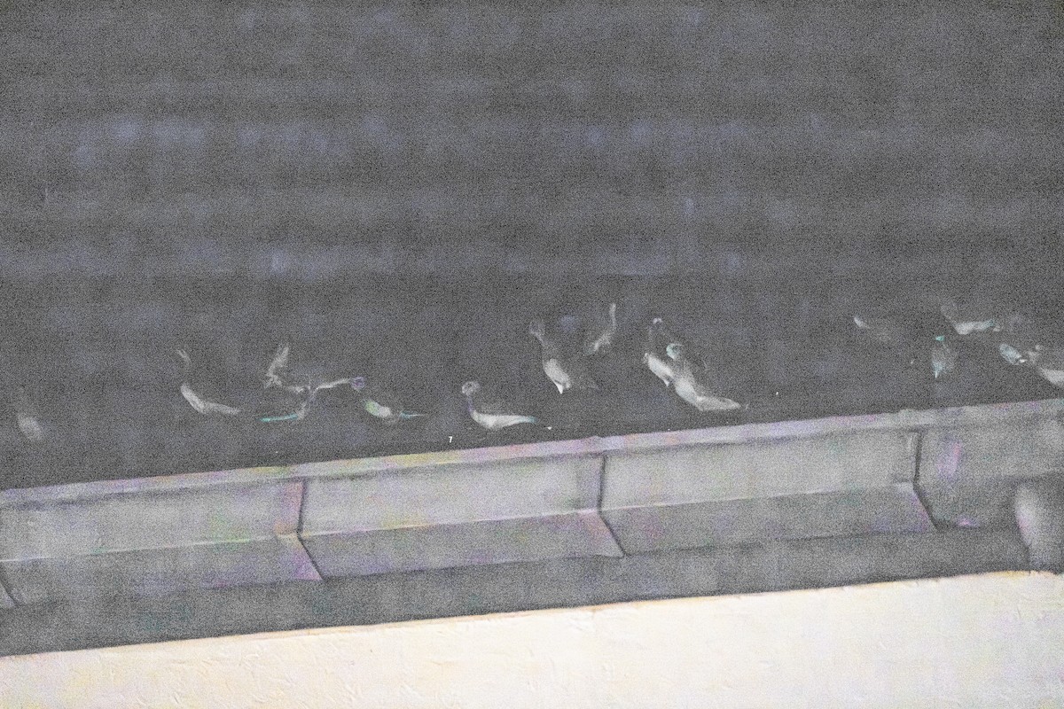 Pacific Golden-Plover - ML659484954