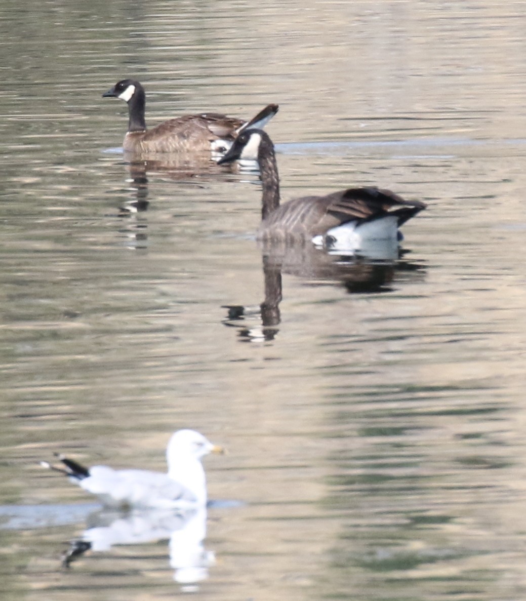 Cackling Goose (Taverner's) - Debby Parker