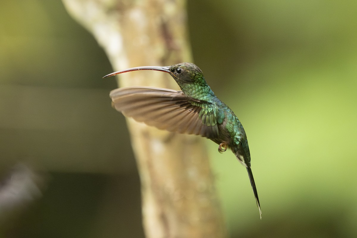 Green Hermit - ML659486141