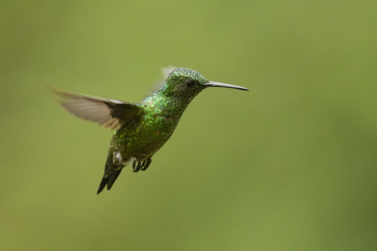 Steely-vented Hummingbird - ML659486145