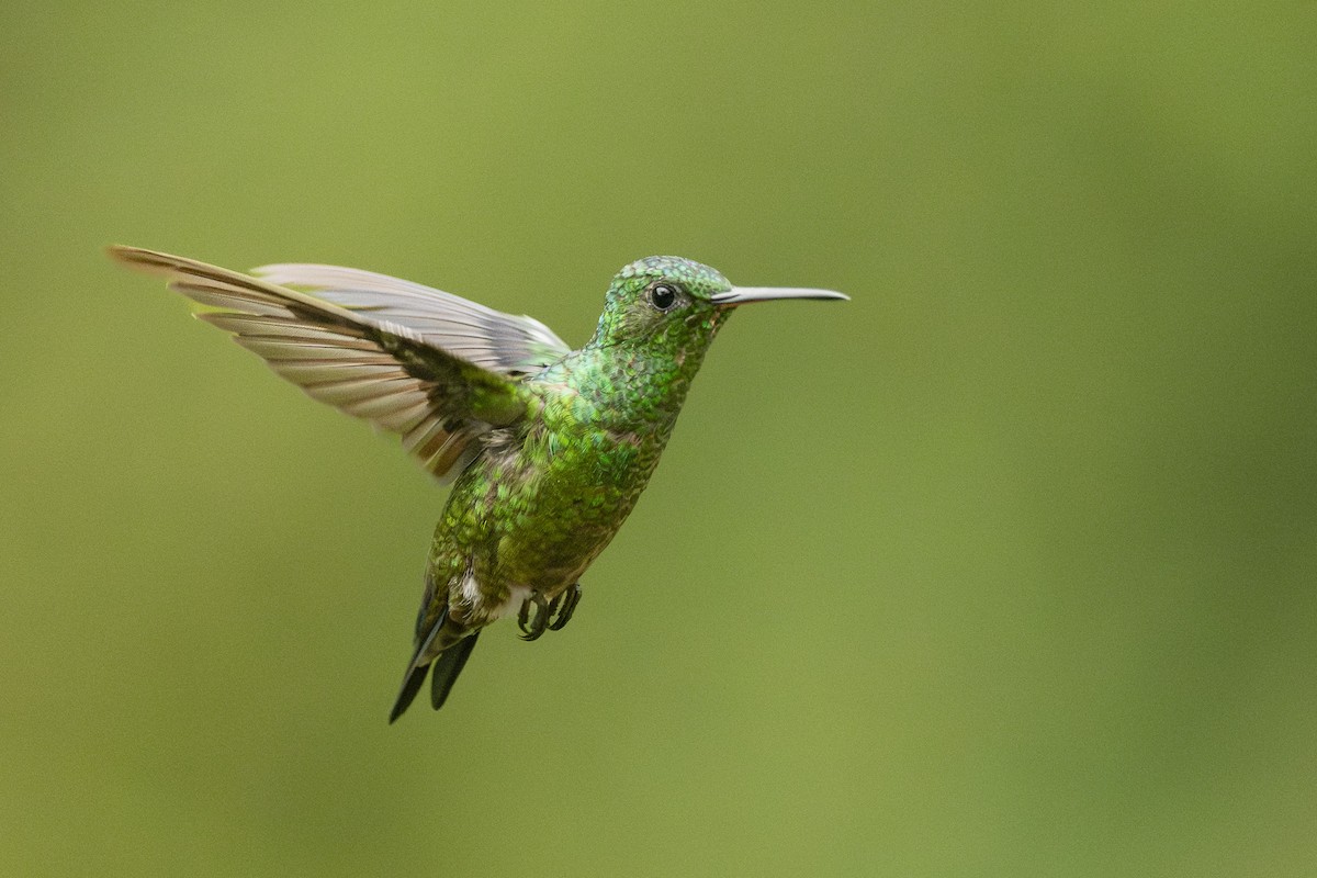 Steely-vented Hummingbird - ML659486146