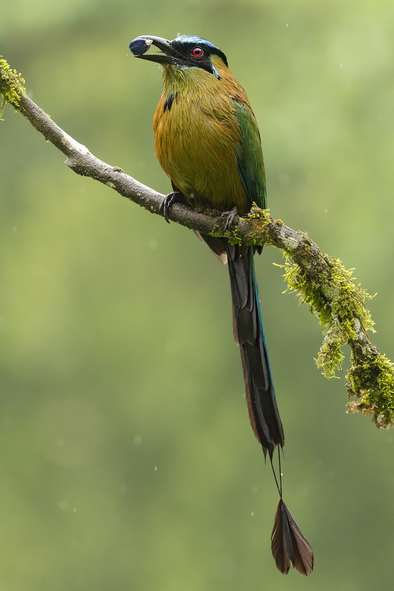 Andean Motmot - ML659486151