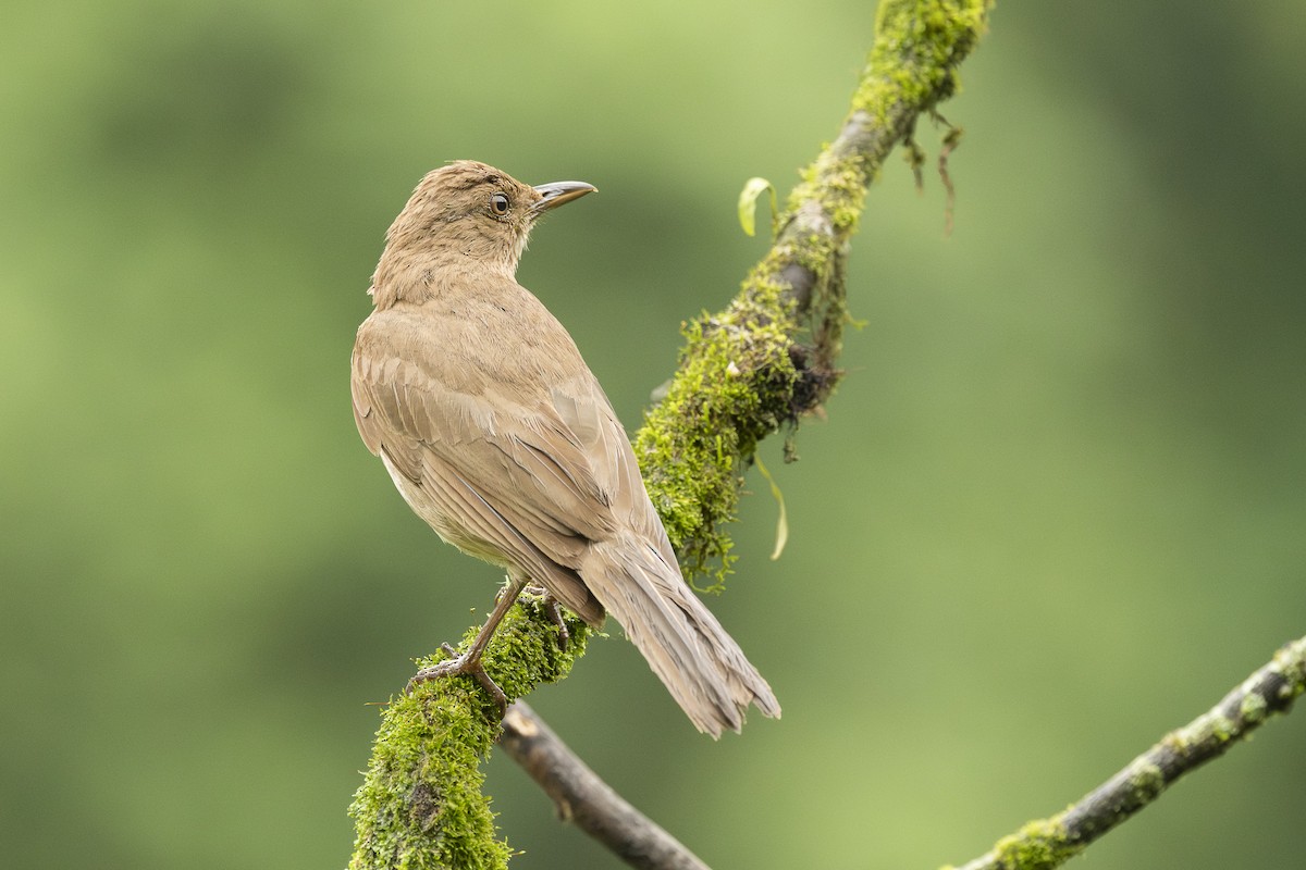 Black-billed Thrush - ML659486164