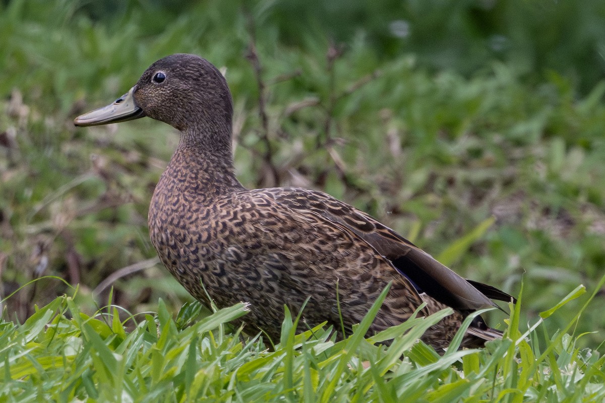 Hawaiian Goose - ML659486211