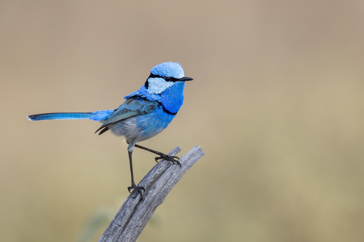 Splendid Fairywren - ML659486658