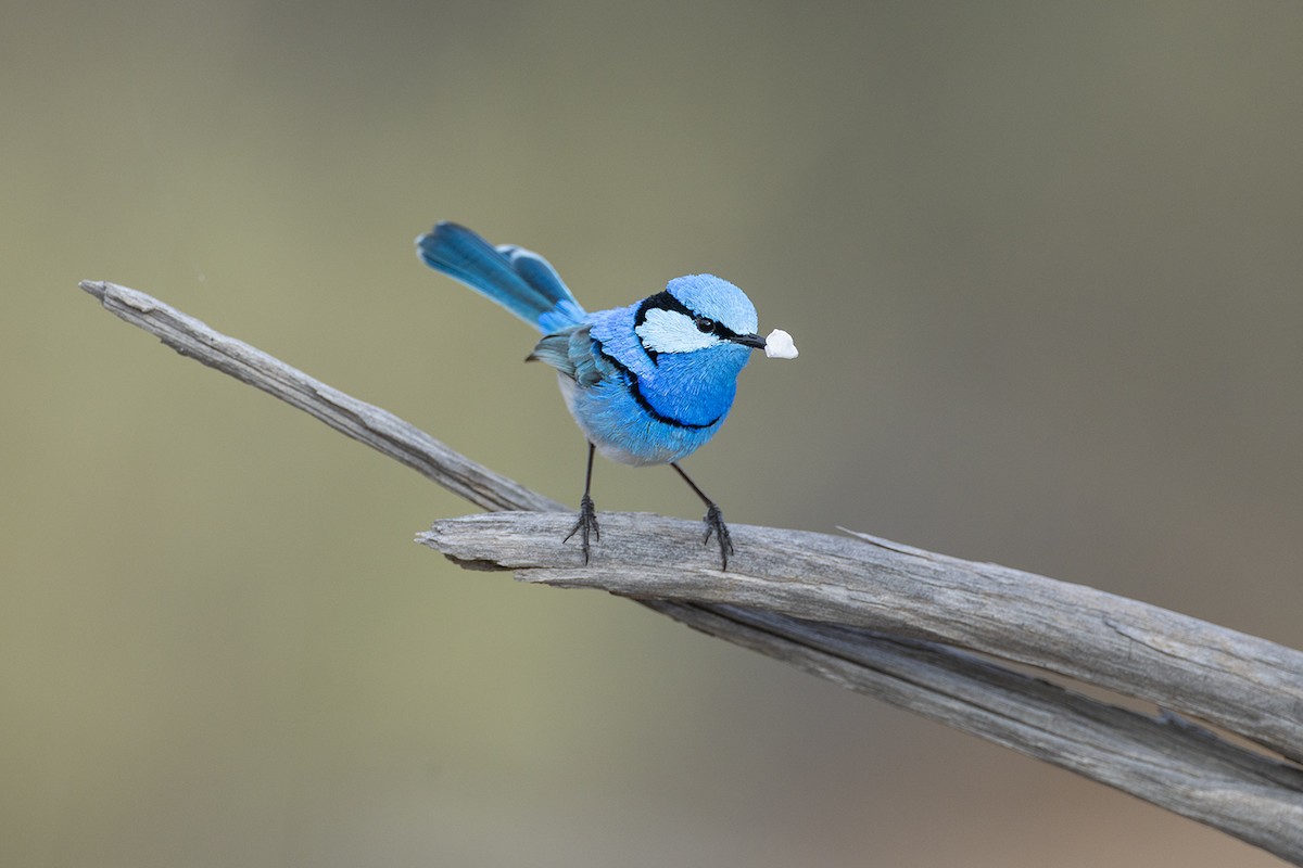 Splendid Fairywren - ML659486659