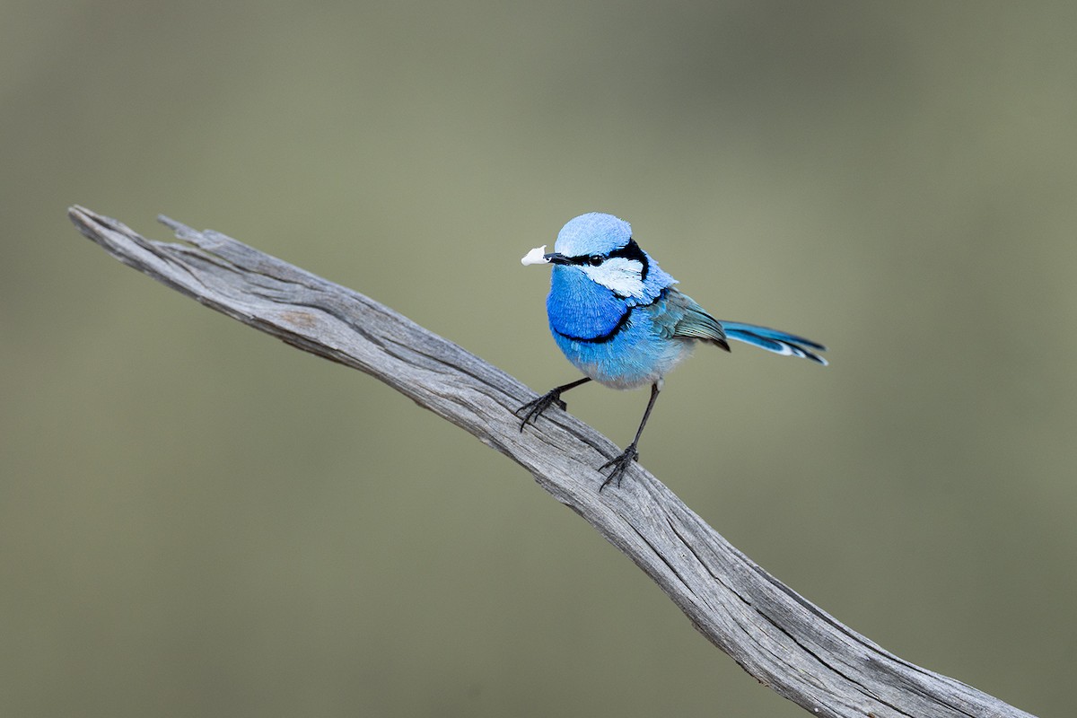 Splendid Fairywren - ML659486660