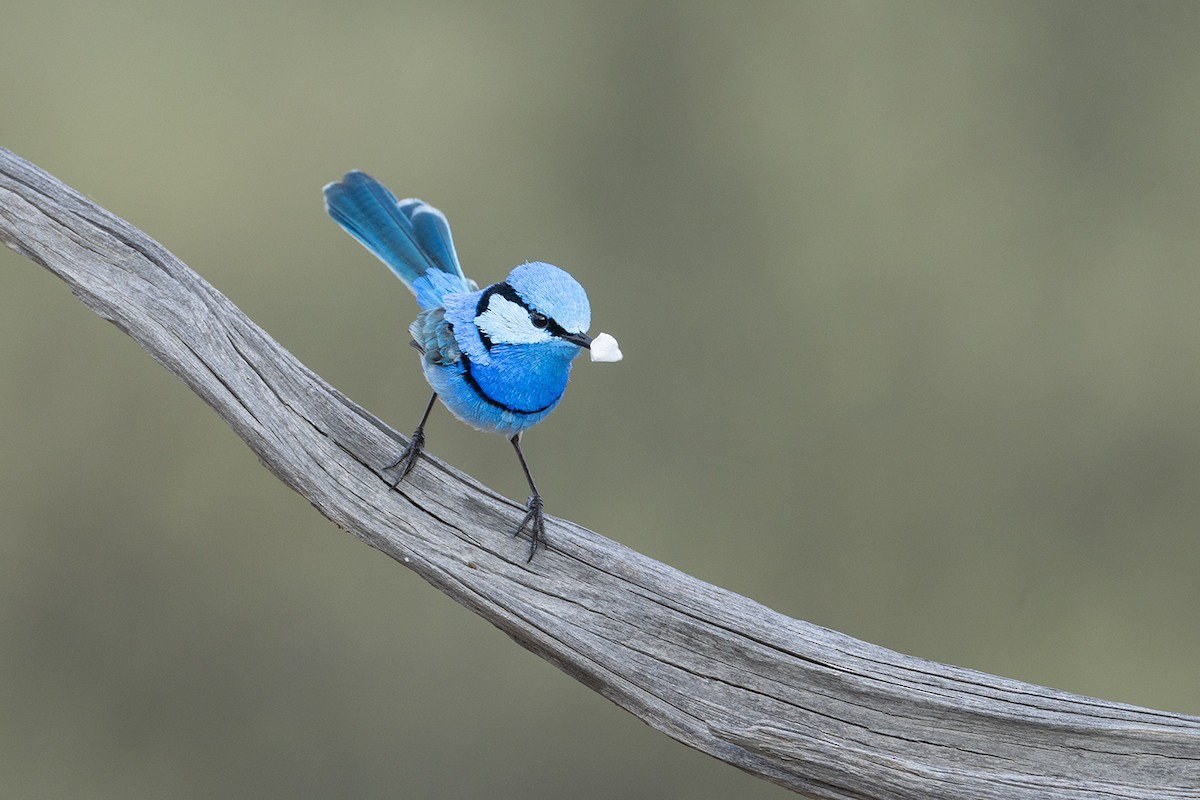Splendid Fairywren - ML659486661