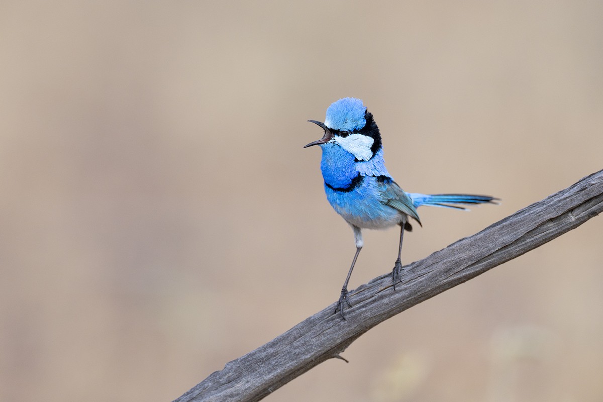 Splendid Fairywren - ML659486662