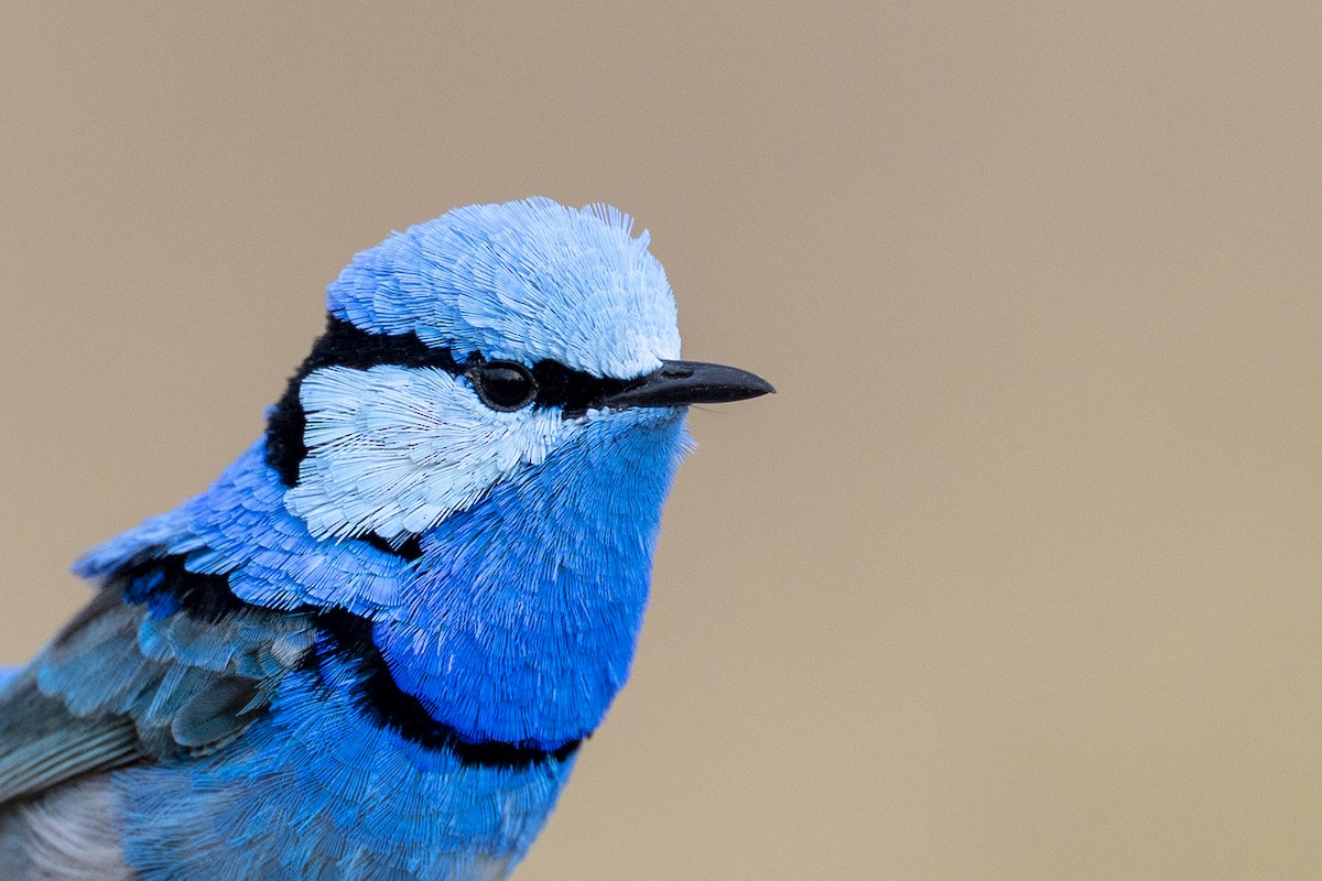 Splendid Fairywren - ML659486663