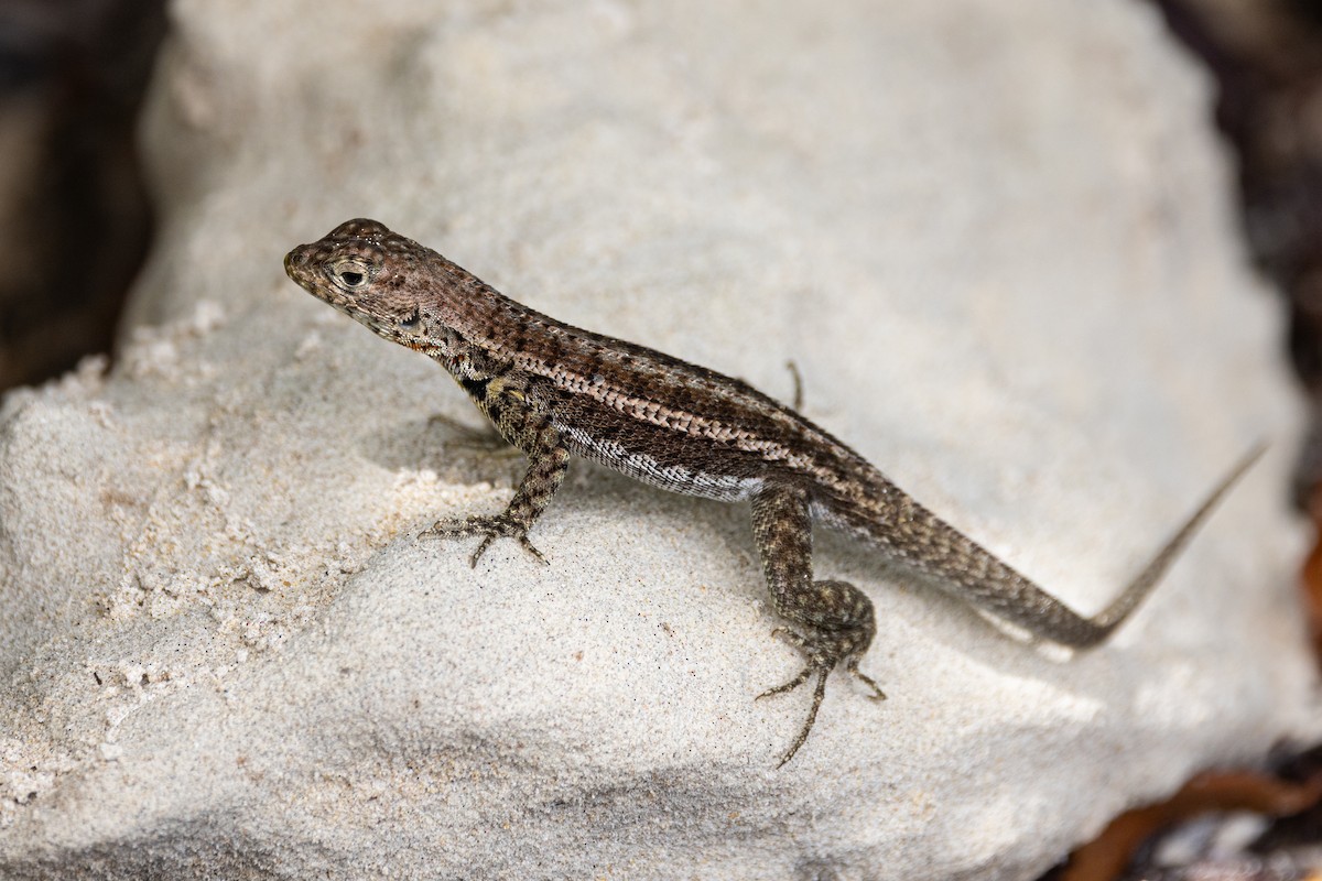 Santa Cruz Lava Lizard - ML659486664