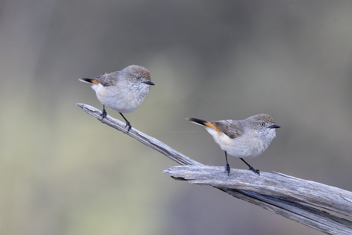 Chestnut-rumped Thornbill - ML659486669