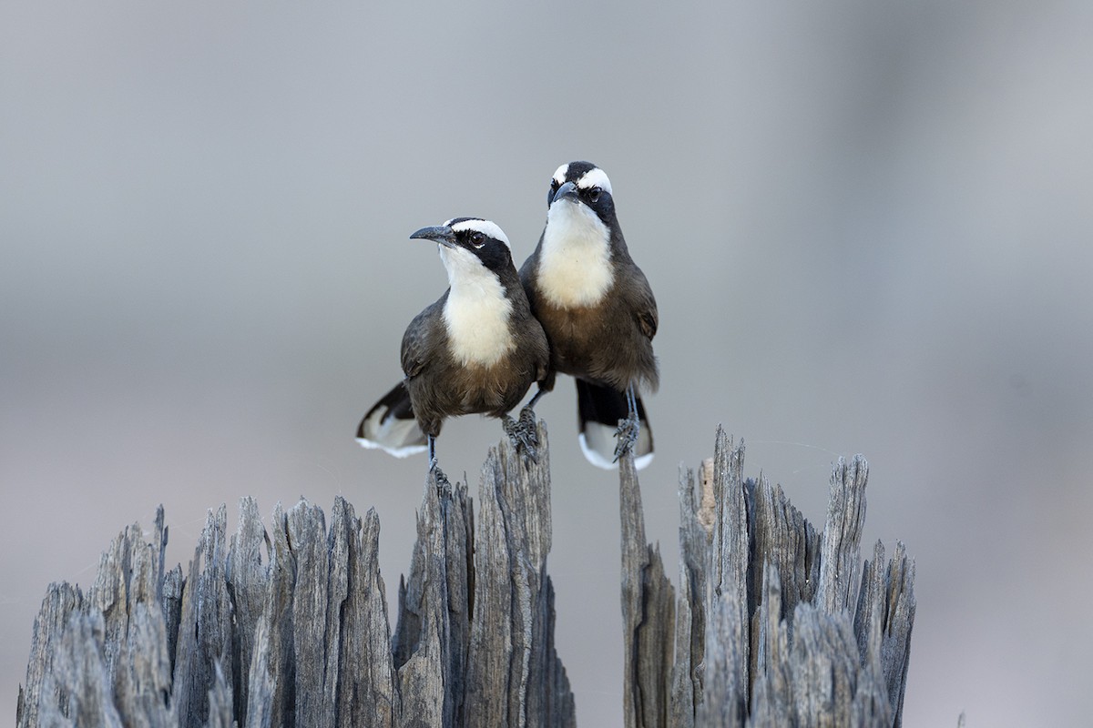 Hall's Babbler - ML659486677