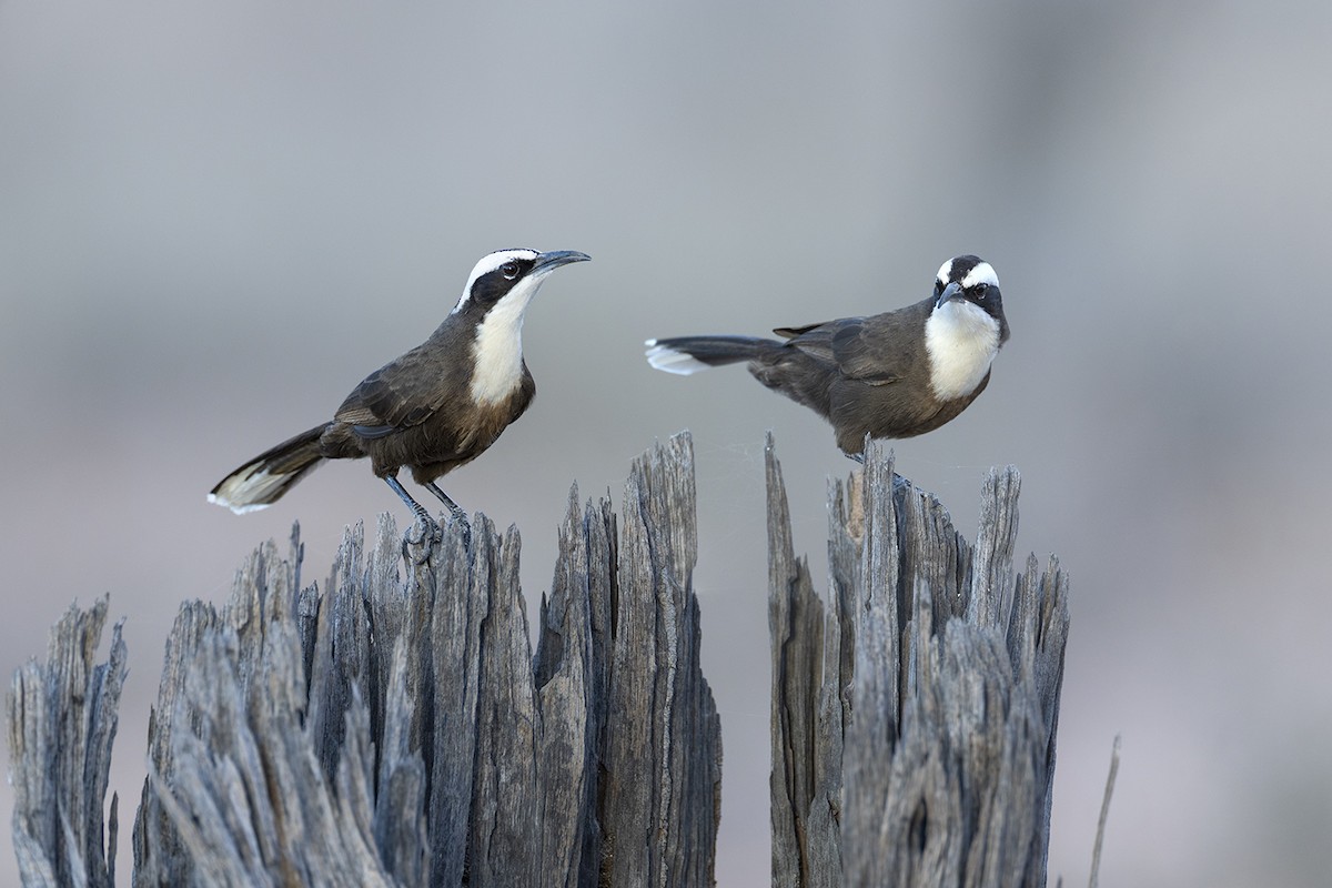 Hall's Babbler - ML659486678