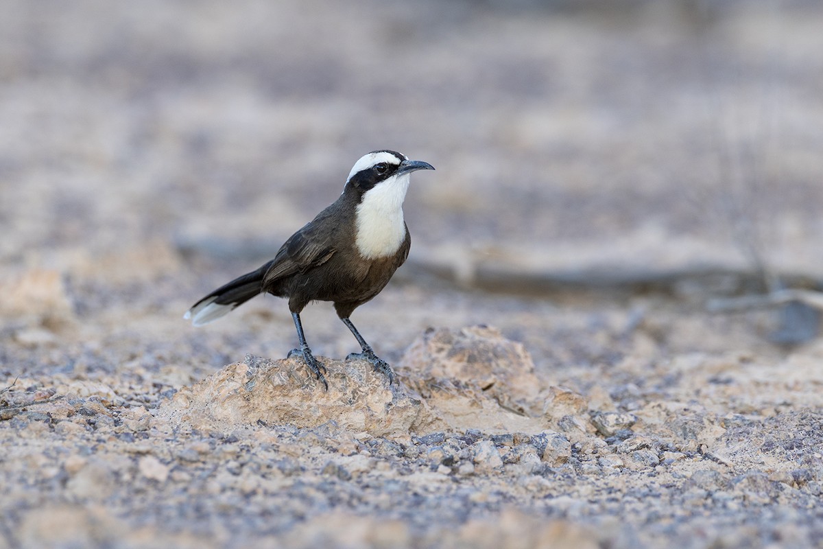 Hall's Babbler - ML659486679