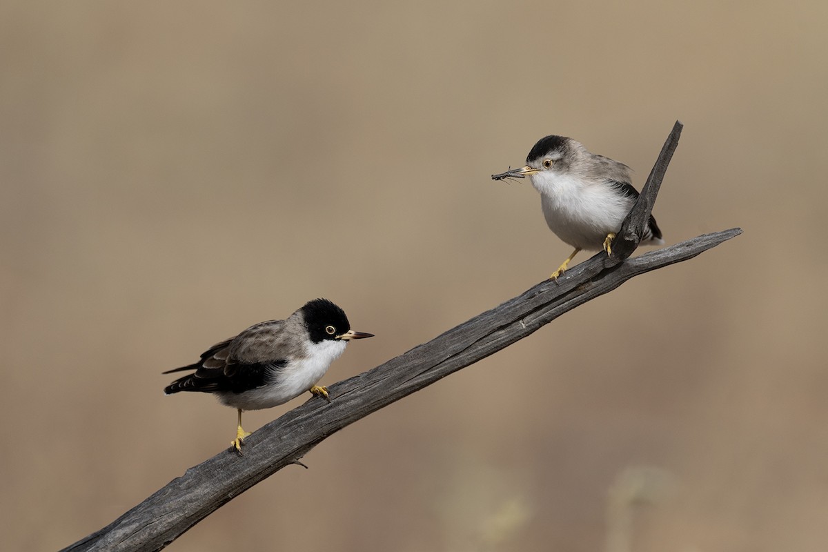 Varied Sittella (White-winged) - ML659486684