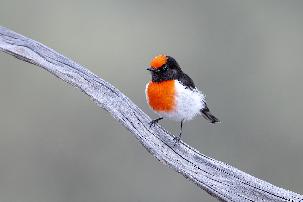Red-capped Robin - ML659486699