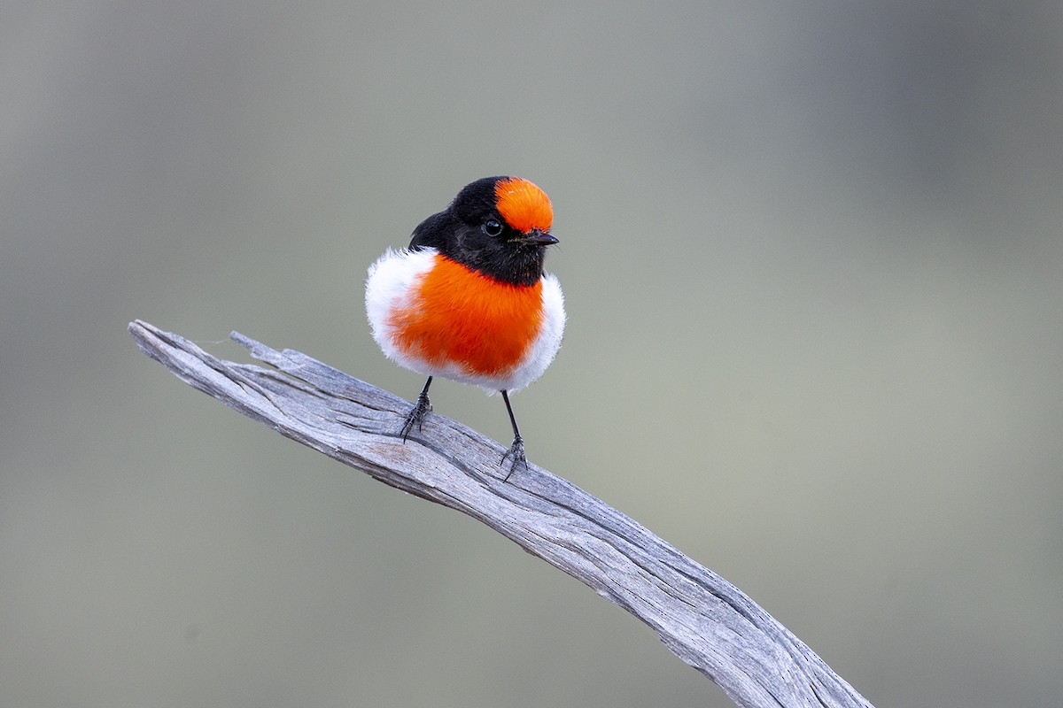 Red-capped Robin - ML659486700