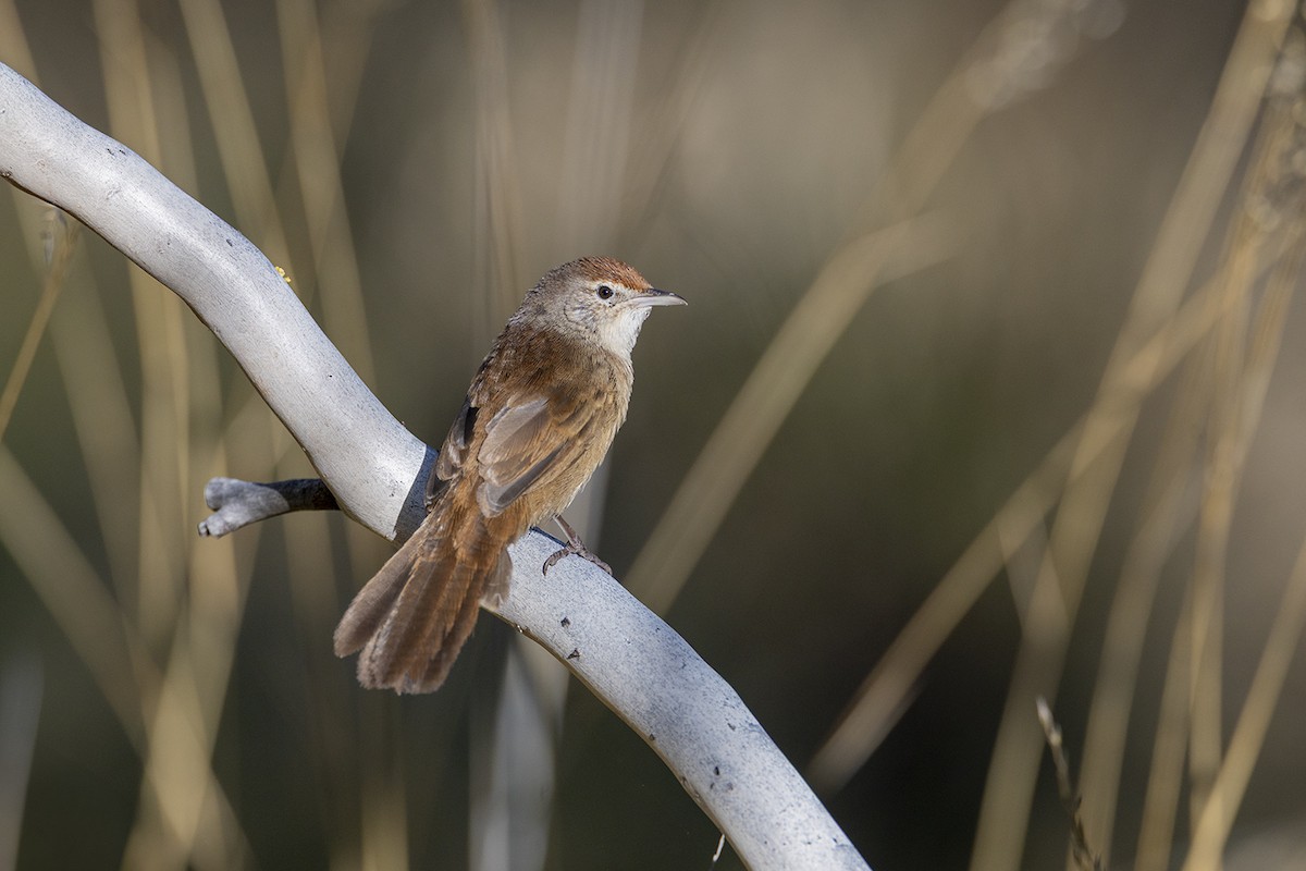 Spinifexbird - ML659486702