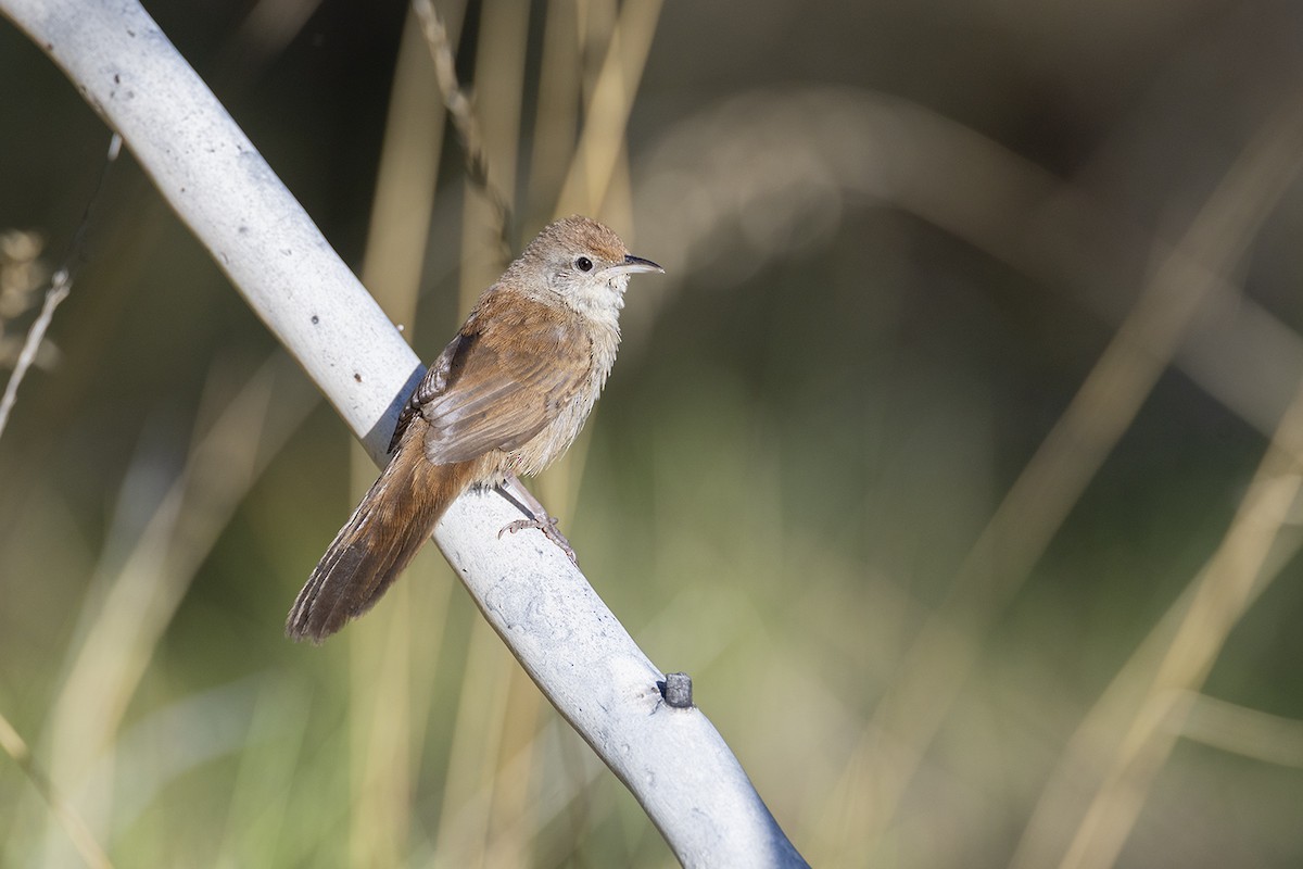 Spinifexbird - ML659486703