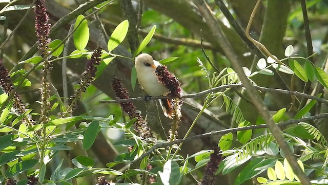 Bearded Reedling - ML659486705