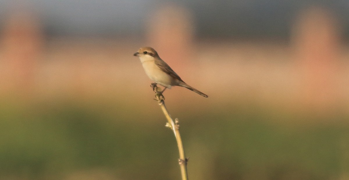 Isabelline Shrike - ML65948681