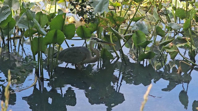 Great Blue Heron - ML659486921