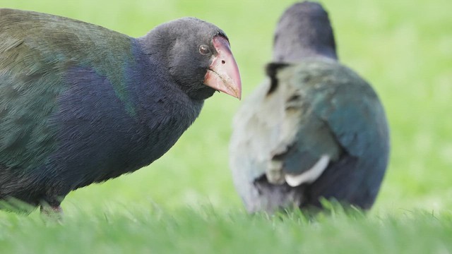 South Island Takahe - ML659487079