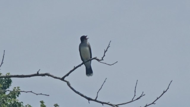 Eastern Kingbird - ML659487237