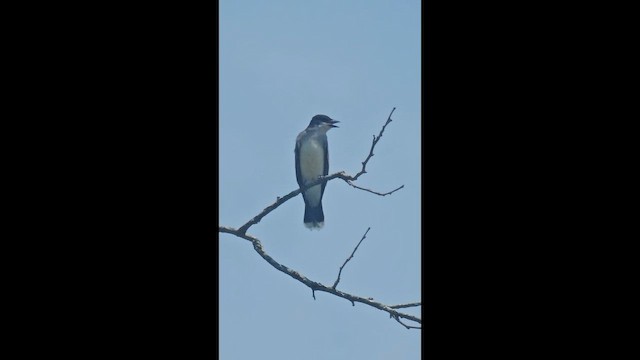 Eastern Kingbird - ML659487313
