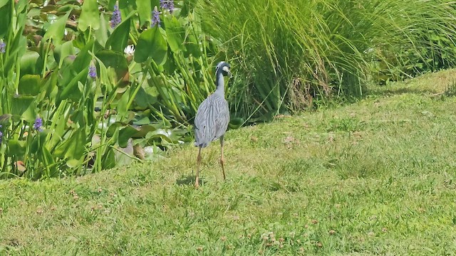 Yellow-crowned Night Heron - ML659487349