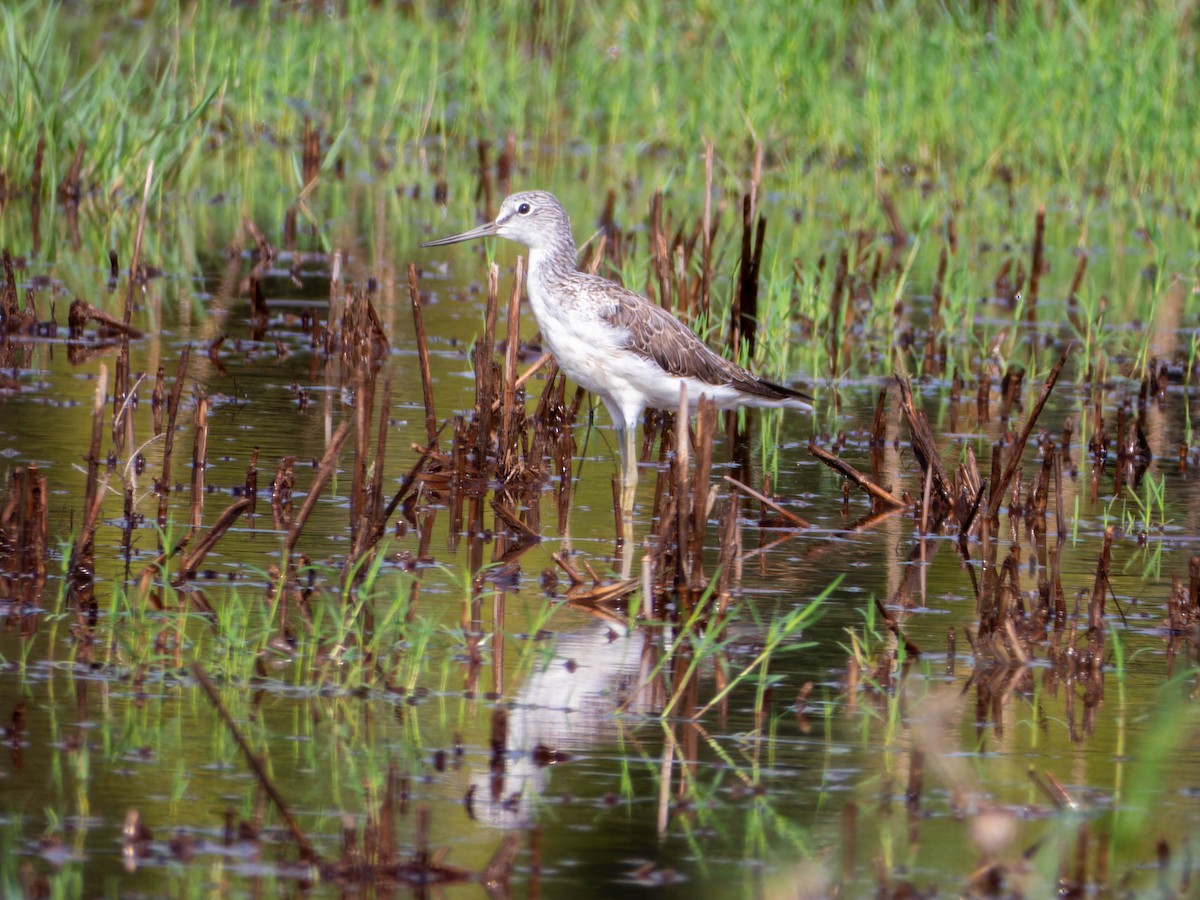 gluttsnipe - ML659487432
