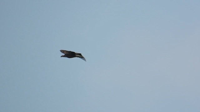 White-tailed Eagle - ML659487530