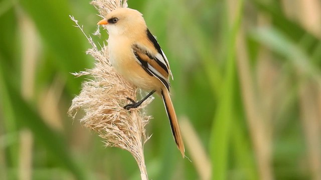 Bearded Reedling - ML659487569
