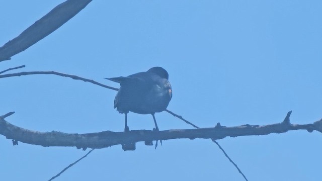 Red-winged Blackbird - ML659487641