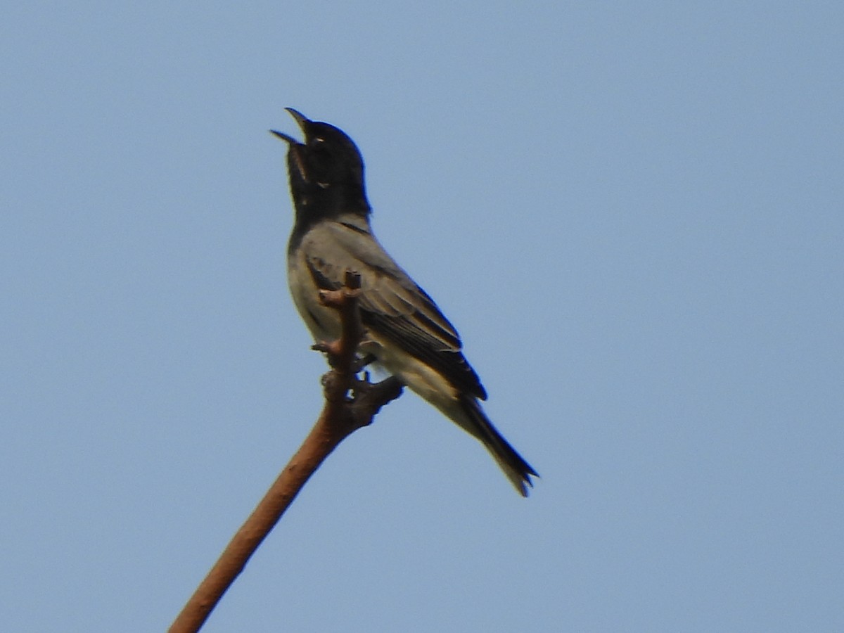 Black-headed Cuckooshrike - ML659487870