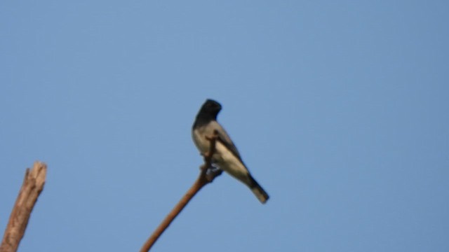 Black-headed Cuckooshrike - ML659487871