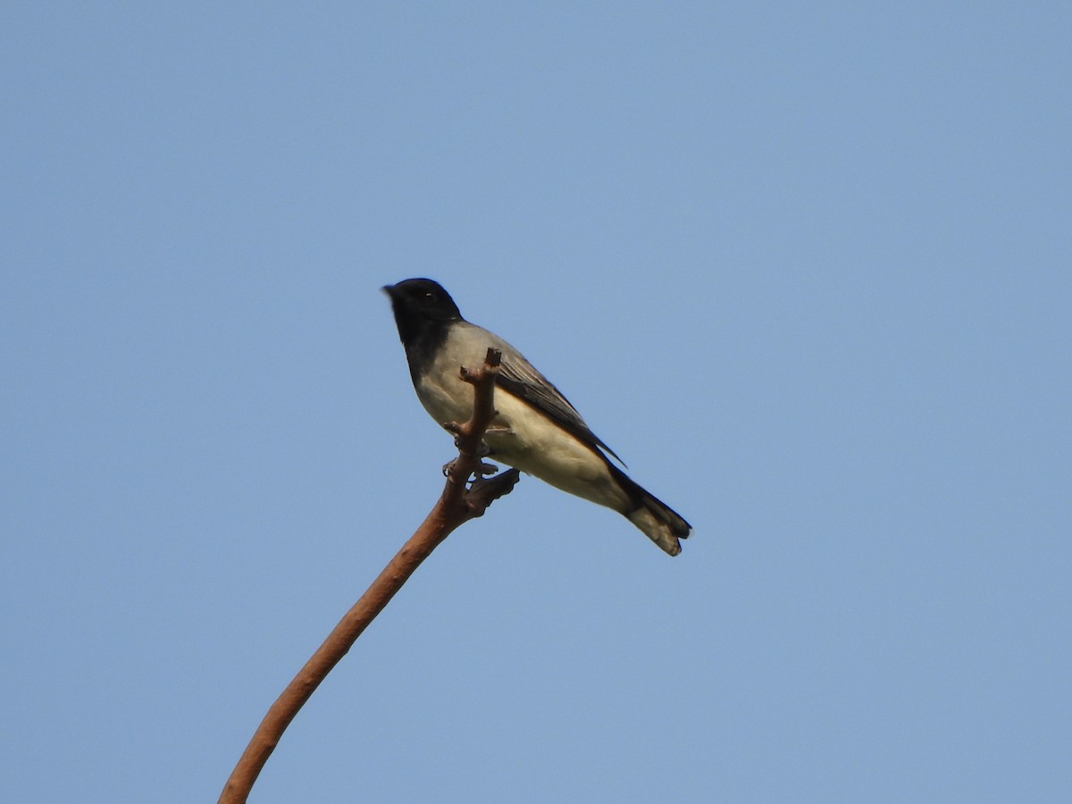 Black-headed Cuckooshrike - ML659487872