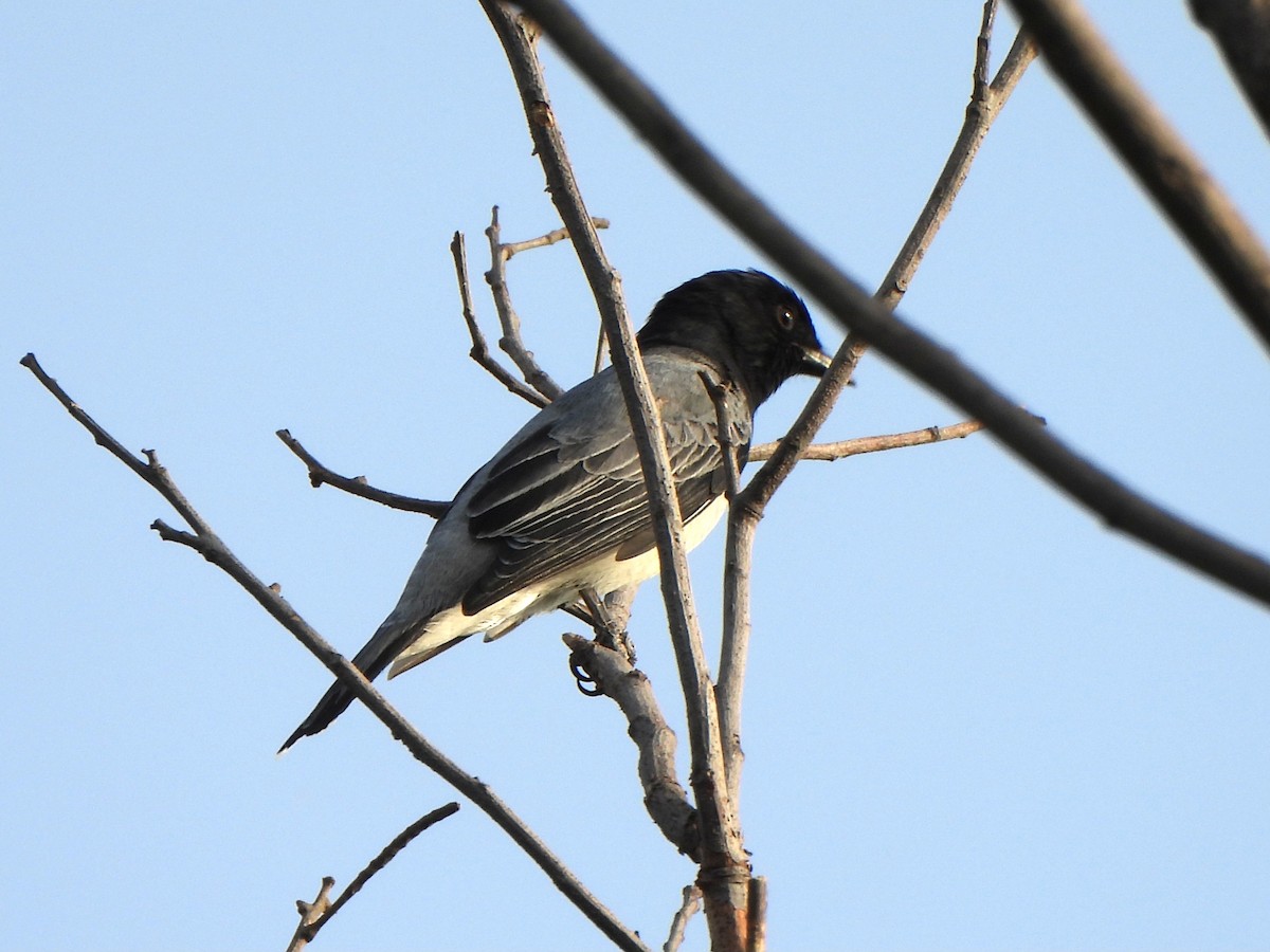Black-headed Cuckooshrike - ML659487873