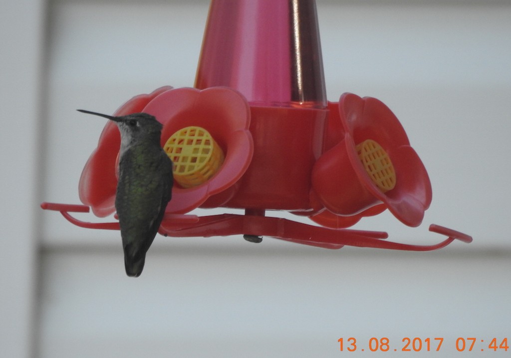 Ruby-throated Hummingbird - ML65948791