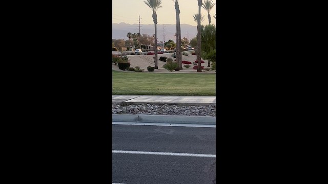 Killdeer - ML659488028