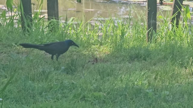 Common Grackle - ML659488056