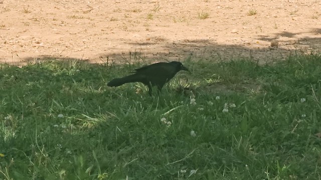 Common Grackle - ML659488057