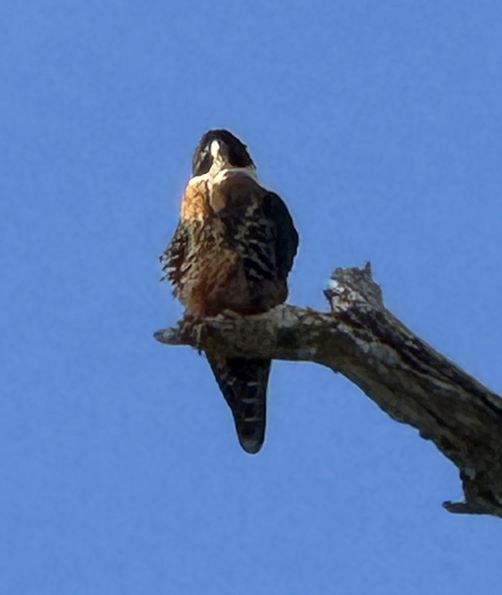 Orange-breasted Falcon - ML659488084